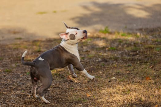 pit bull puppy is playing on the playground close-up