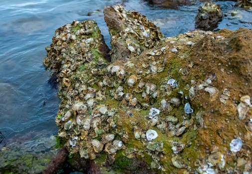 Wild oysters on rocks and piers near the shore in the Gulf of Mexico, Florida