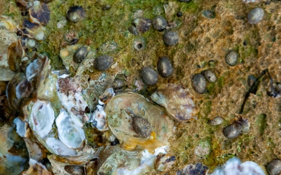 Wild oysters on rocks and piers near the shore in the Gulf of Mexico, Florida