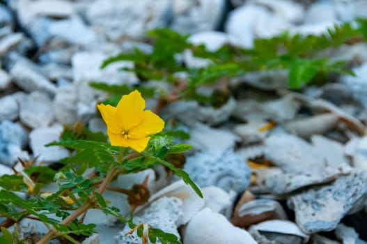 The yellow flower of devil's thorn plant (Tribulus terrestris) 