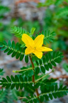 The yellow flower of devil's thorn plant (Tribulus terrestris) 