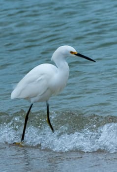 The bird hunts in shallow water, A Great Egret (Ardea alba), Florida