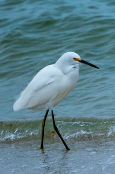 The bird hunts in shallow water, A Great Egret (Ardea alba), Florida