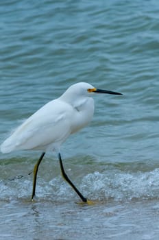 The bird hunts in shallow water, A Great Egret (Ardea alba), Florida