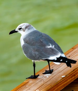 The bird is resting on the pier, American Herring Gull (Larus sp.), Florida