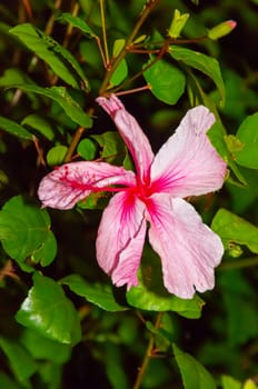 Pink hibiscus flowers in the interior of a small town in Florida, USA