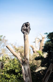 Chimpanzee sitting on the top of tree trunk in thoughtful humal like pose observing the world around him.