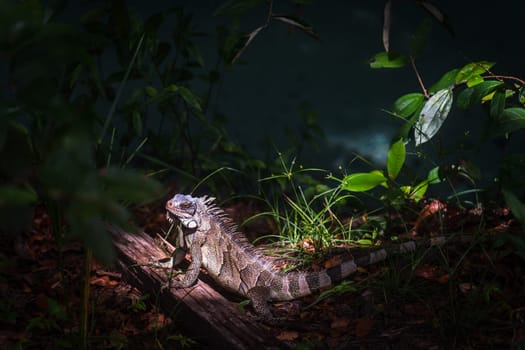 A striking iguana basks in the sunlight amid a lush green forest, with space for text. Witness a unique moment of raw wildlife in its natural habitat.