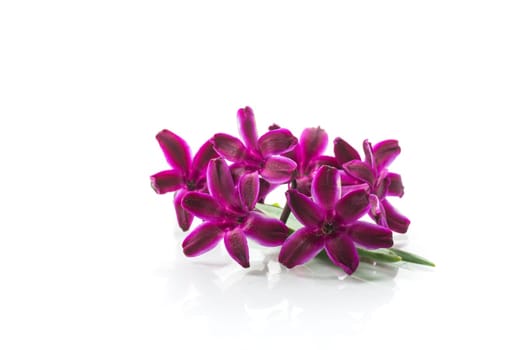 cute spring little colored flowers isolated on white background