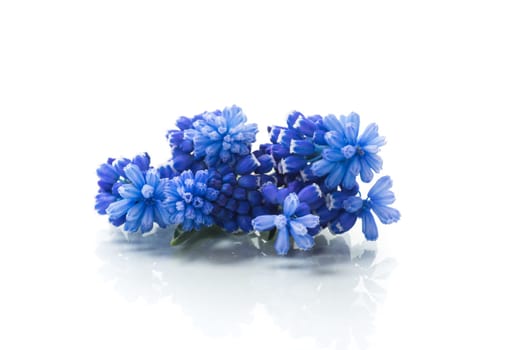 cute spring little colored flowers isolated on white background