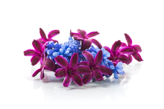 cute spring little colored flowers isolated on white background