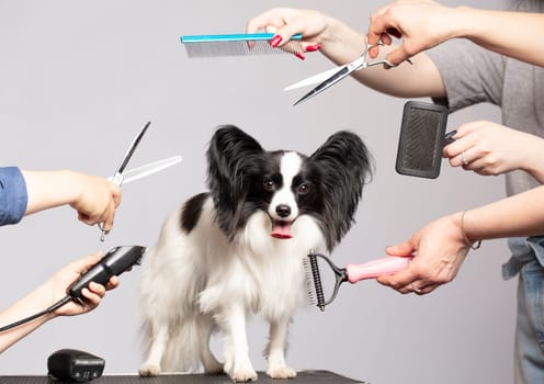 Professional dog care in a specialized salon. Groomers hold tools in their hands on a gray background. Papillon dog on the background of a grooming tool.