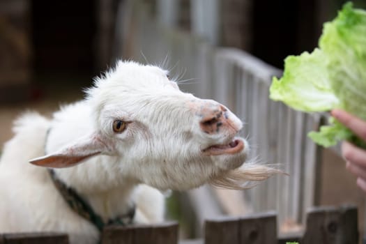 Goat on a rural farm close-up. A funny interested white goat without a horn peeks out from behind a wooden fence. The concept of farming and animal husbandry. Agriculture and dairy production.