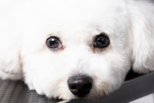 Bichon dog looking at the camera.