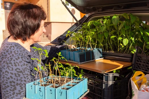 Woman uploads seedlings of tomatoes and peppers into the trunk of the car for their removal to the infield and planting in the ground.