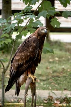 Golden eagle perched on a pole. Aquila chrysaetos. Prisoner, bound, background out of focus, resting,