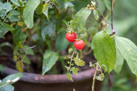 branch of fresh tiny tomatoes hanging on tree in garden, little tomato fruits in growth in garden forest tree. High quality photo