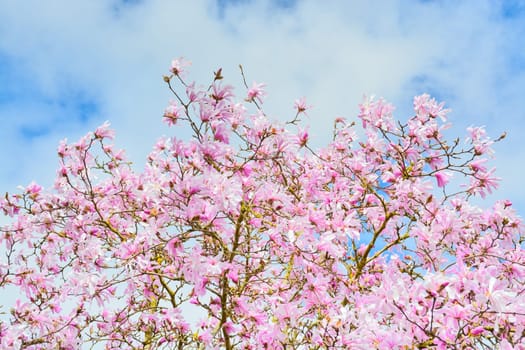 Blossoming flowers of pink magnolia on blue and white sky background on sunny day.