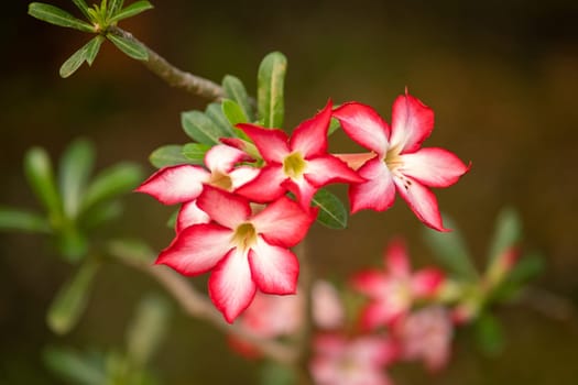 Adenium Obesum flowers blooming on green leaves background, Adenium obesum flower blooming on green leaves and wall. High quality photo