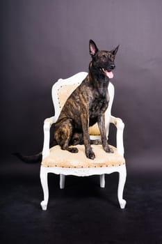 Dutch shepherd dog sitting in a chair in a studio