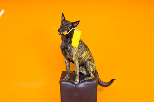 A dog builder is holding roller brusht. Red yellow background. Isolated. Dutch shepherd