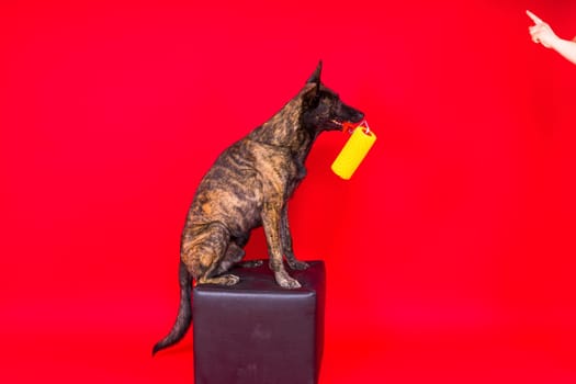 A dog builder is holding roller brusht. Red yellow background. Isolated. Dutch shepherd