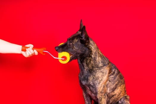 A dog builder is holding roller brusht. Red yellow background. Isolated. Dutch shepherd