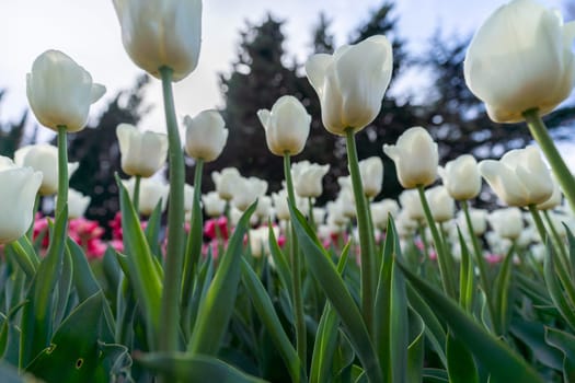 Tulip in a flower bed, white flowers against the sky and trees, spring flowers