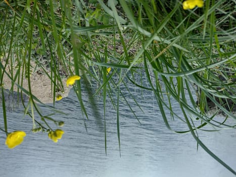 Summer meadow on the bank of a beautiful river.