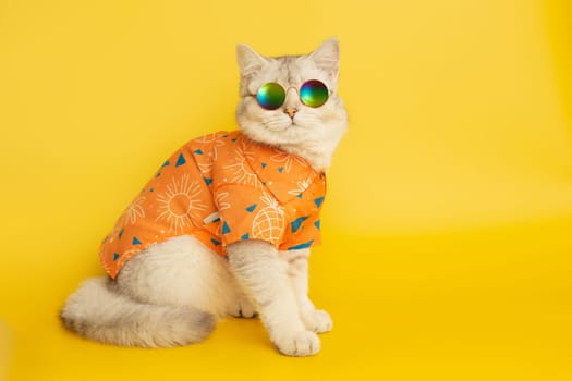 Stylish white british cat are wear sunglass and orange shirt sits in on the yellow background . Copy space