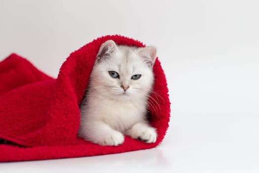 One white cat lies in a red towel on a white background. Copy space.