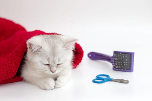 White british cat sleeps on a red towel on white background . Nearby are claw scissors and a comb.