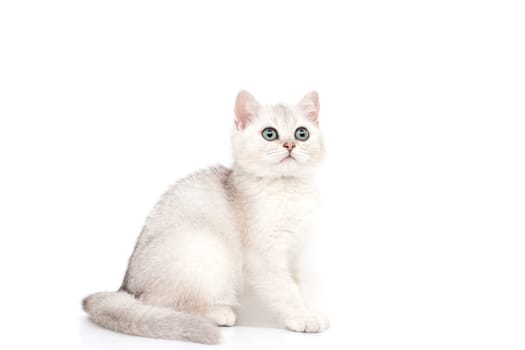 A beautiful white kitten British breed sits on a white background, looks up. Copy space. Isolated