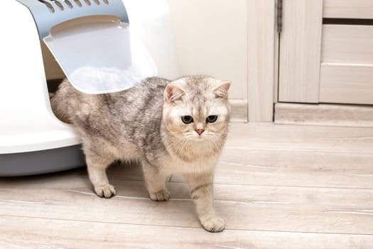 A beautiful gray cat comes out of the door of a large closed litter box in the room. Close up