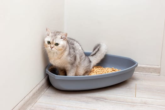 A beautiful gray British cat is defecate into a large gray triangular plastic litter box for a cat, filled with pressed sawdust, on the floor in the corner of a bright room on the floor.