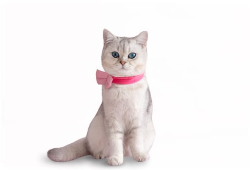 Adorable blue-eyed white british cat in a pink bow tie sits on a white isolated background. Copy space