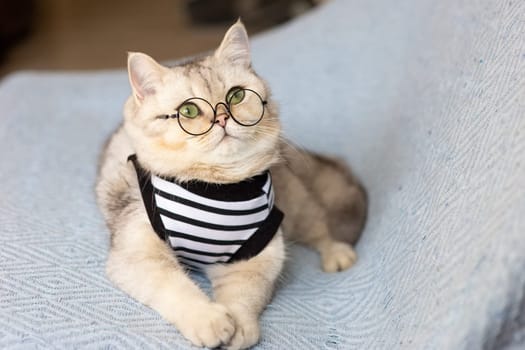 Portrait white british cat with glasses and a striped t-shirt on a blue blanket. Copy space