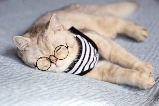 Funny white cat with glasses and a striped T-shirt sleeps on a blanket