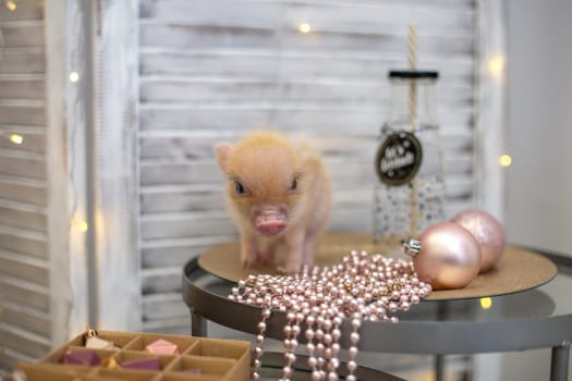 One cute little pink mini pig is standing on a glass round table, next to it are pink beads and Christmas balls.