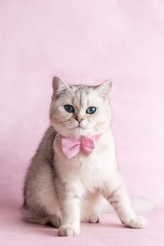 A white british cat in a pink bow tie sits on a pink background. Copy space. Vertical