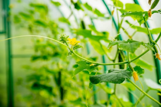 The growth and flowering of greenhouse cucumbers. Growing organic food products. Cucumber harvest. High quality photo