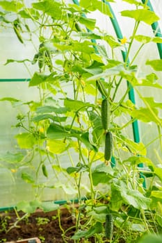 The growth and flowering of greenhouse cucumbers. Growing organic food products. Cucumber harvest. High quality photo