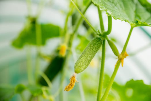 The growth and flowering of greenhouse cucumbers. Growing organic food products. Cucumber harvest. High quality photo