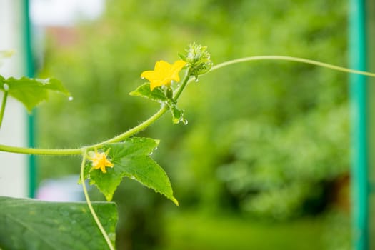 The growth and flowering of greenhouse cucumbers. Growing organic food products. Cucumber harvest. High quality photo