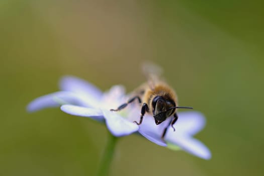 Bee on a flower. Macro shot of nature.