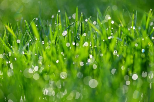 Green nature. Beautiful close up photo of nature. Green grass with dew drops. Colorful spring background with morning sun and natural green plants landscape, ecology, fresh wallpaper concept with copy space.