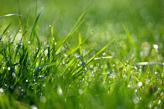 Beautiful nature background with grass and morning dew. Sunbeams of the morning sun with water drops. Concept for nature and environment