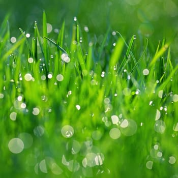 Green nature. Beautiful close up photo of nature. Green grass with dew drops. Colorful spring background with morning sun and natural green plants landscape, ecology, fresh wallpaper concept with copy space.