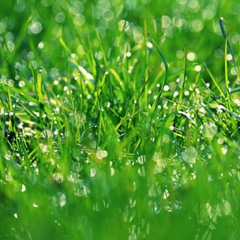 Beautiful nature background with grass and morning dew. Sunbeams of the morning sun with water drops. Concept for nature and environment