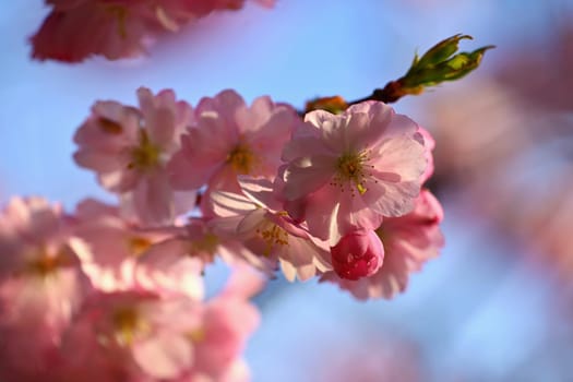 Springtime. Beautiful floral spring abstract background of nature. Blooming branches of trees for spring greeting cards with copy space.